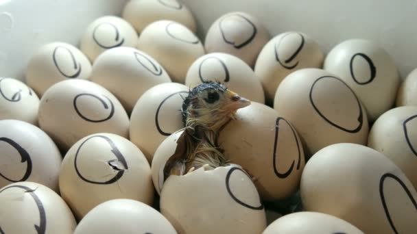 A galinha no ovo move-se tentando romper a casca. Galinhas recém-nascidas em incubadora agrícola especial. Frango que eclode do ovo na fazenda — Vídeo de Stock