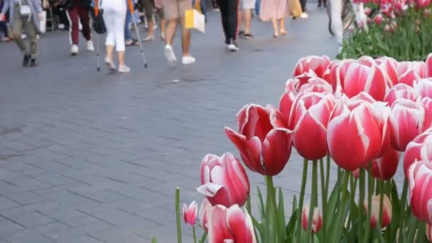 Amsterdam, Nederländerna-april 21, 2019: ben av en vandrande skara människor mot bakgrund av vackra rosa och vita tulpaner symbol för Holland — Stockvideo