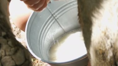 Sütçü elle sağıyor. Dişi eller otlakta memelerini sıkar. Köpüklü taze süt demir bir kovaya akar. Bahçede sağım
