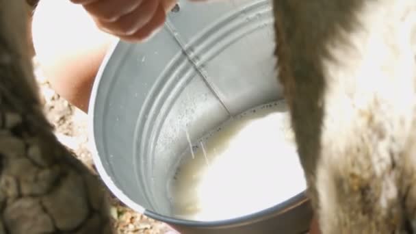 Die Milchmagd melkt die Kuh von Hand. Weibliche Hände drücken das Euter der Kuh auf die Weide. Frischmilch mit Schaum fließt in einen eisernen Eimer. Melken im Hof — Stockvideo