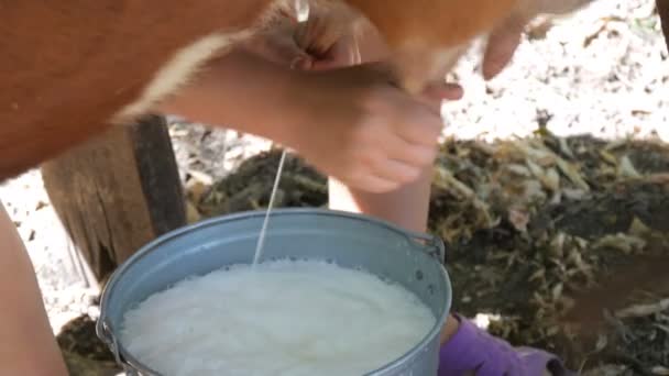 Молочна дівчина доїть корову вручну. Жіночі руки стискають вим'я корови в пасовищі. Свіже молоко з фризом вливається в залізне відро. Доїння у дворі — стокове відео