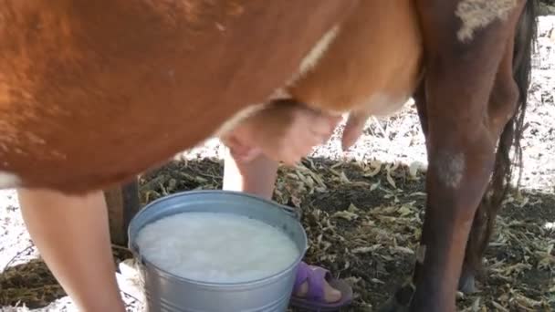 Die Milchmagd melkt die Kuh von Hand. Weibliche Hände drücken das Euter der Kuh auf die Weide. Frischmilch mit Schaum fließt in einen eisernen Eimer. Melken im Hof — Stockvideo