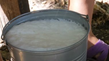 Sütçü elle sağıyor. Dişi eller otlakta memelerini sıkar. Köpüklü taze süt demir bir kovaya akar. Bahçede sağım