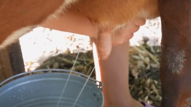 The milkmaid milks the cow by hand. Female hands squeeze the udder of cow in the pasture. Fresh milk with froth flows into an iron bucket. Milking in the yard — Stock Video