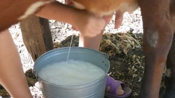 The milkmaid milks the cow by hand. Female hands squeeze the udder of cow in the pasture. Fresh milk with froth flows into an iron bucket. Milking in the yard — Stock Video