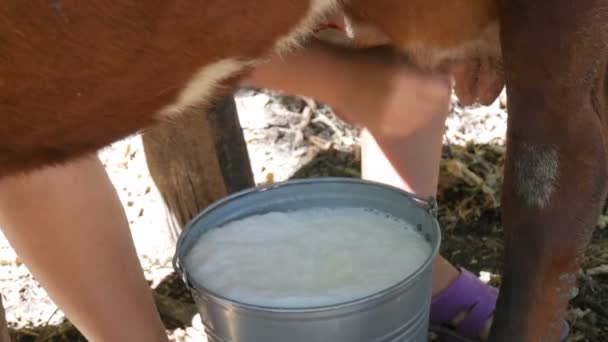 La lechera ordeña la vaca a mano. Las manos femeninas exprimen la ubre de la vaca en el pasto. La leche fresca con espuma fluye en un cubo de hierro. Ordeño en el patio — Vídeo de stock