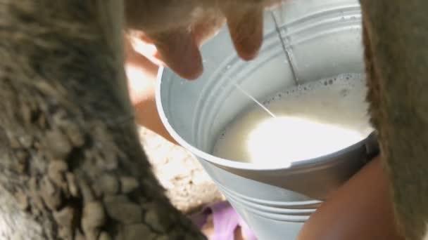 Kullan mjölkar kon för hand. Kvinnliga händer pressa juvret av ko i betet. Färsk mjölk med skum rinner in i en järnhink. Mjölkning på gården — Stockvideo
