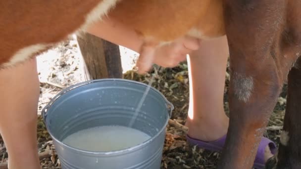 The milkmaid milks the cow by hand. Female hands squeeze the udder of cow in the pasture. Fresh milk with froth flows into an iron bucket. Milking in the yard