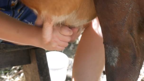 La lechera ordeña la vaca a mano. Las manos femeninas exprimen la ubre de la vaca en el pasto. La leche fresca con espuma fluye en un cubo de hierro. Ordeño en el patio — Vídeo de stock