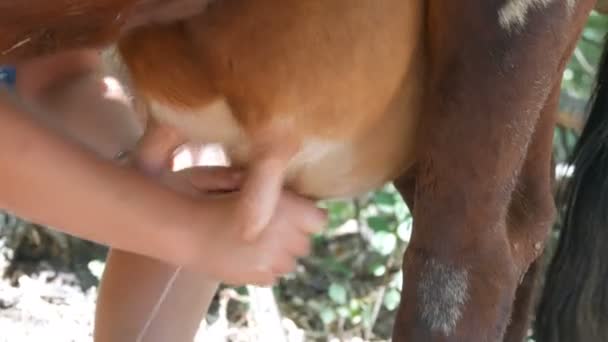 Молочна дівчина доїть корову вручну. Жіночі руки стискають вим'я корови в пасовищі. Свіже молоко з фризом вливається в залізне відро. Доїння у дворі — стокове відео