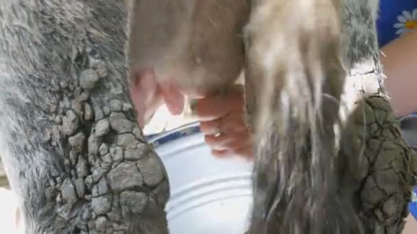 The milkmaid milks the cow by hand. Female hands squeeze the udder of cow in the pasture. Fresh milk with froth flows into an iron bucket. Milking in the yard — Stock Video