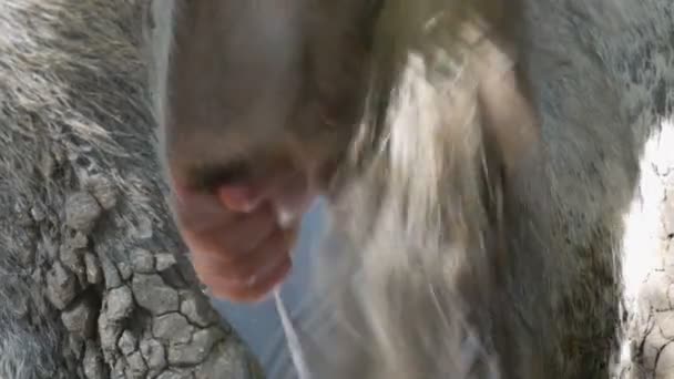 La mungitrice munge la mucca a mano. Le mani femminili stringono la mammella della mucca nel pascolo. Il latte fresco con schiuma scorre in un secchio di ferro. Mungitura in cortile — Video Stock