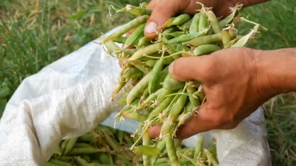 男性農家の手は、白い袋に多くの新鮮な収穫された緑のエンドウ豆のポッドを保持します — ストック動画