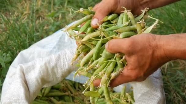 男性農家の手は、白い袋に多くの新鮮な収穫された緑のエンドウ豆のポッドを保持します — ストック動画