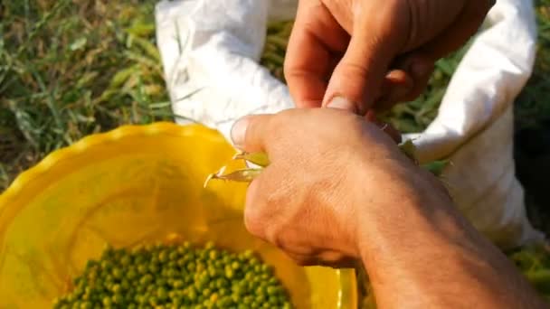 Hands of a male farmer hold many freshly harvested green pea pods shell peas from pod. Healthy vegetable food from organic agriculture — Stock Video