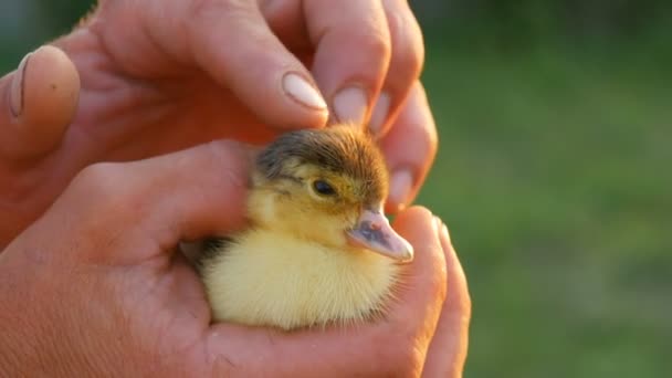 Hands of a male farmer gently stroke a small newborn yellow-black duckling against the background of sunlight and green grass — Stock Video