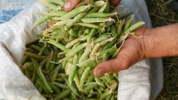 Handen van een mannelijke boer houden veel vers geoogste groene erwten pods in een witte zak — Stockvideo