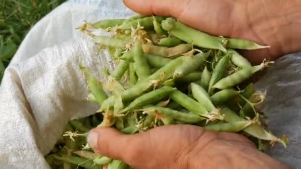 Les mains d'un agriculteur mâle tiennent de nombreuses gousses de pois verts fraîchement récoltées dans un sac blanc. — Video