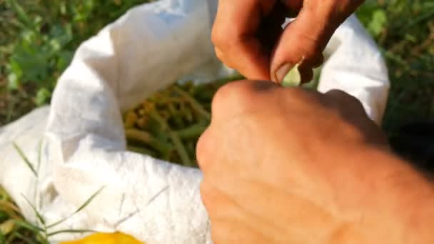 Τα χέρια ενός αρσενικού αγρότη κρατούν πολλά φρεσκοφυμένα φασολάκια από λοβό. Υγιεινά φυτικά τρόφιμα από τη βιολογική γεωργία — Αρχείο Βίντεο