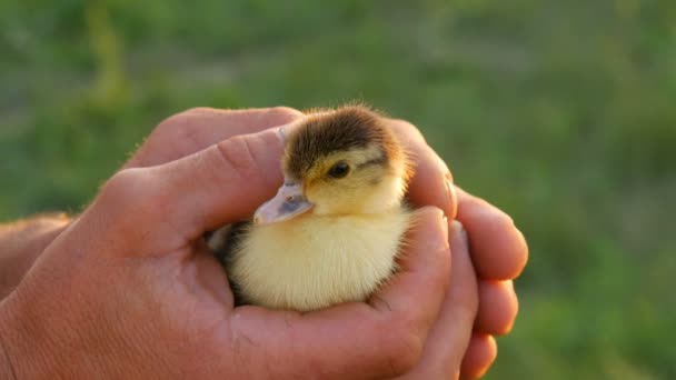 Hands of a male farmer gently stroke a small newborn yellow-black duckling against the background of sunlight and green grass — Stock Video