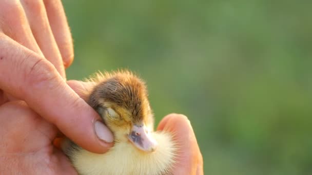 Bir erkek çiftçinin elleri hafifçe güneş ışığı ve yeşil çim arka plan karşı küçük bir yenidoğan sarı-siyah ördek yavrusu inme — Stok video