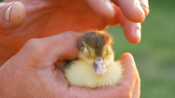Bir erkek çiftçinin elleri hafifçe güneş ışığı ve yeşil çim arka plan karşı küçük bir yenidoğan sarı-siyah ördek yavrusu inme — Stok video