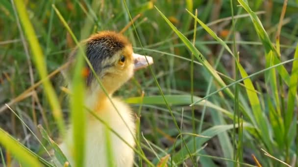 Kleine pasgeboren geel-zwarte eendje loopt in het groene gras — Stockvideo