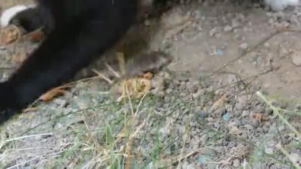 Černobílá kočka hraje se skutečnou živou šedou myší na zahradě na zelené trávě