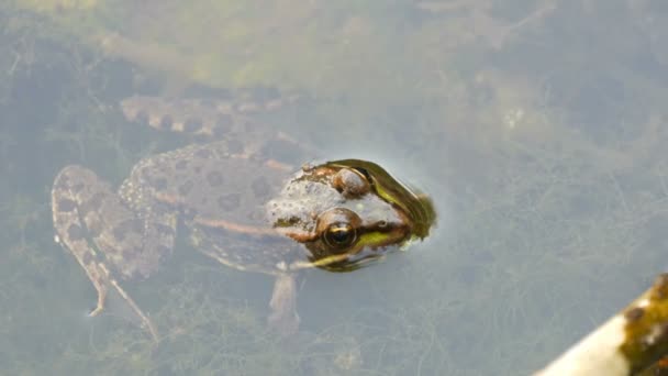 Βάτραχος γλυκού νερού που κάθεται στο νερό — Αρχείο Βίντεο