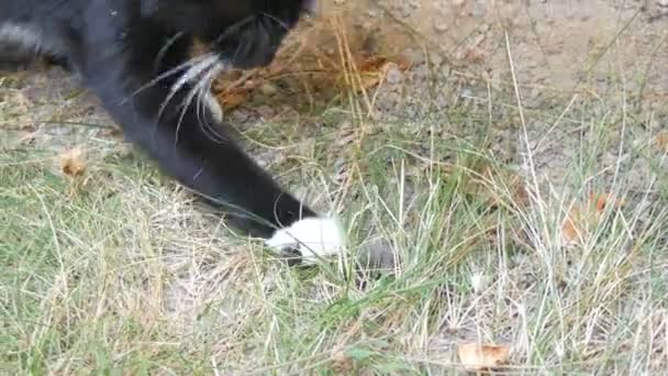 Schwarz-weiße Katze spielt mit echter munterer grauer Maus im Hof auf grünem Gras — Stockvideo