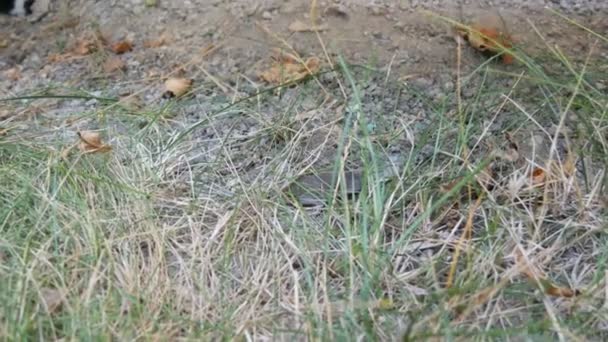 Черно-белая кошка играет с живой серой мышью во дворе на зеленой траве — стоковое видео
