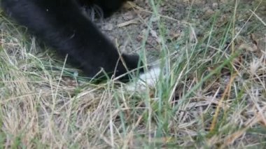 Siyah ve beyaz kedi yeşil çim bahçede gerçek canlı gri fare ile oynar