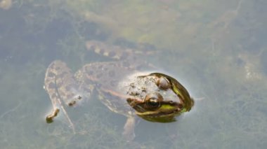 Suda oturan tatlı su kurbağası