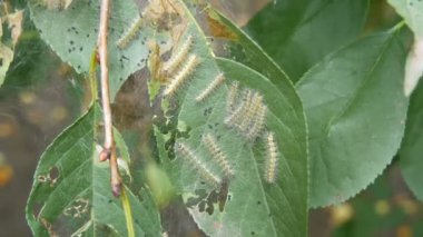 Kiraz ağacının yapraklarında birçok tırtıl var. Büyük beyaz tırtıllardan oluşan bir yuva yaprak yer. Larvalar ve yumurta larvaları internette