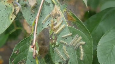 Kiraz ağacının yapraklarında birçok tırtıl var. Büyük beyaz tırtıllardan oluşan bir yuva yaprak yer. Larvalar ve yumurta larvaları internette