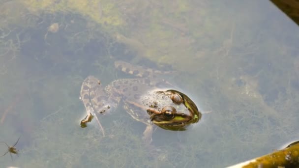 Suda oturan tatlı su kurbağası — Stok video