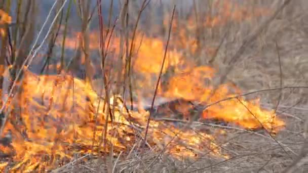 Spontaniczny ogień w przyrodzie, Płonąca trawa, Las, drzewa, krzewy. Ogromna powierzchnia spalonej ziemi — Wideo stockowe