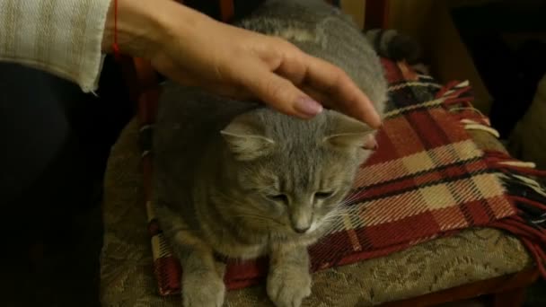 A large beautiful gray pregnant cat sits on chair and her gently strokes a female hand — Stock Video