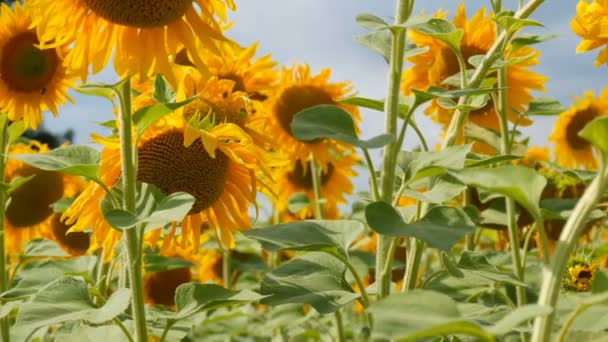 Veld van zonnebloemen in bewolkt weer voor regen. Wolken over bloeiende zonnebloemen in de zomer. Bijen vliegen op het veld — Stockvideo