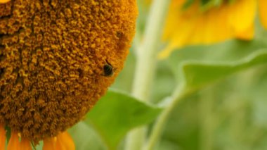 Arı çalışma ve tarlada ayçiçeği nden polen toplama. Ayçiçeği tarlası. Rüzgarda sallanan ayçiçeği
