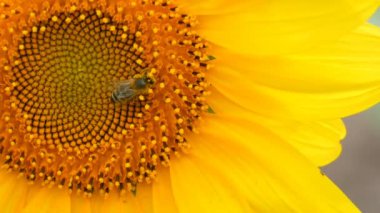Arı çalışma ve tarlada ayçiçeği nden polen toplama. Ayçiçeği tarlası. Rüzgarda sallanan ayçiçeği