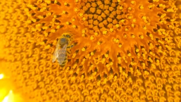 Včelka pracuje a shromažďuje pyl z slunečnicového pole. Pole slunečnic. Slunečnice se kymácel větrem — Stock video