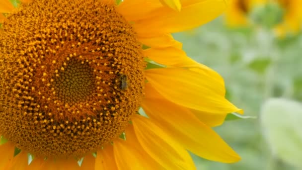 Arı çalışma ve tarlada ayçiçeği nden polen toplama. Ayçiçeği tarlası. Rüzgarda sallanan ayçiçeği — Stok video
