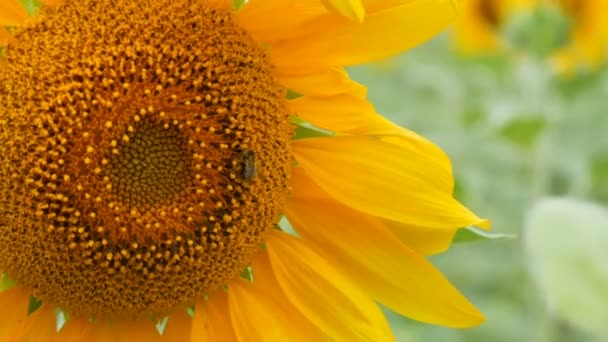 Abeja trabajando y recogiendo polen de girasol en el campo. Campo de girasoles. Girasol balanceándose en el viento — Vídeo de stock