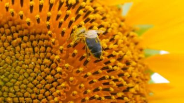 Arı çalışma ve tarlada ayçiçeği nden polen toplama. Ayçiçeği tarlası. Rüzgarda sallanan ayçiçeği