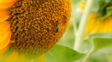 Arı çalışma ve tarlada ayçiçeği nden polen toplama. Ayçiçeği tarlası. Rüzgarda sallanan ayçiçeği