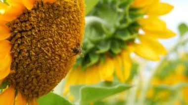 Arı çalışma ve tarlada ayçiçeği nden polen toplama. Ayçiçeği tarlası. Rüzgarda sallanan ayçiçeği