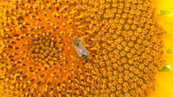 Бджола працює і збирає пилок з соняшнику в полі. Поле соняшників. Соняшник погойдується у вітрі — стокове відео