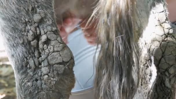 La mungitrice munge la mucca a mano. Le mani femminili stringono la mammella della mucca nel pascolo. Il latte fresco con schiuma scorre in un secchio di ferro. Mungitura in cortile — Video Stock