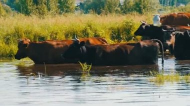 Bir sürüsünün nehirdeki bir sulama yerinde su içen ve yazın çayırda otlayan bir sürü.